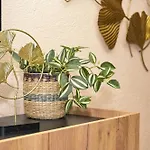 Palma Apartman